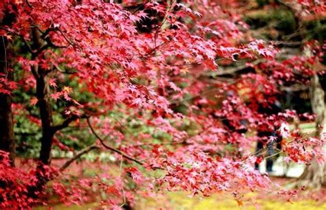 楓樹 風水|【紅楓宜種哪裡風水】紅楓宜種庭院哪個方位風水好 